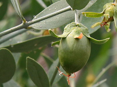 dầu jojoba oil